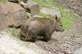 this is a Southern hairy nosed wombat