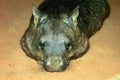 Southern Hairy-nosed Wombat