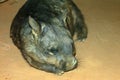 Southern Hairy-nosed Wombat