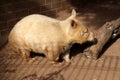 Southern hairy-nosed wombat (Lasiorhinus latifrons) loitering in a zoo enclosure : (pix Sanjiv Shukla) Royalty Free Stock Photo