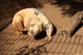 Southern hairy-nosed wombat (Lasiorhinus latifrons) loitering in a zoo enclosure : (pix Sanjiv Shukla) Royalty Free Stock Photo