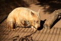 Southern hairy-nosed wombat (Lasiorhinus latifrons) loitering in a zoo enclosure : (pix Sanjiv Shukla) Royalty Free Stock Photo