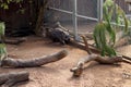 Southern hairy-nosed wombat (Lasiorhinus latifrons) loitering in a zoo enclosure : (pix Sanjiv Shukla) Royalty Free Stock Photo