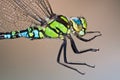 Southern Hawker Royalty Free Stock Photo
