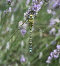 Southern hawker Royalty Free Stock Photo