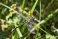 Southern Hawker Royalty Free Stock Photo