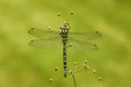 Southern hawker or aeshna, Aeshna cyanea Royalty Free Stock Photo