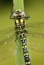 Southern hawker or aeshna, Aeshna cyanea