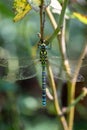 Southern hawker, or Aeshna cyanea dragonfly Royalty Free Stock Photo