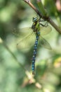 Southern hawker, or Aeshna cyanea dragonfly Royalty Free Stock Photo