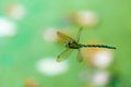 The southern hawker Aeshna cyanea flying around over a pond. Dragonfly caught in flight. Shallow depth of field Royalty Free Stock Photo