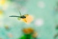 The southern hawker Aeshna cyanea flying around over a pond. Dragonfly caught in flight. Shallow depth of field Royalty Free Stock Photo