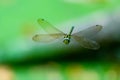 The southern hawker Aeshna cyanea flying around over a pond, facing camera. Dragonfly caught in flight. Shallow depth of field Royalty Free Stock Photo