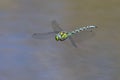 Southern hawker flying - Aeshna cyanea - AriÃÂ¨ge, PyrÃÂ©nÃÂ©es, France