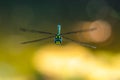 The southern hawker or blue hawker Aeshna cyanea in flight. Dragonfly facing to the camera. Royalty Free Stock Photo