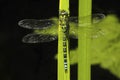 Southern Hawker dragonfly, Aeschna cyanea Royalty Free Stock Photo