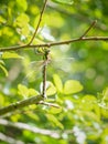 Southern Hawker Dragonfly - Aeshna cyanea female Royalty Free Stock Photo