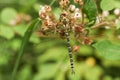 A Southern Hawker Dragonfly Aeshna cyanea perched on a blackberry flower. Royalty Free Stock Photo