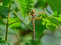 Southern Hawker Dragonfly - Aeshna cyanea at rest. Royalty Free Stock Photo