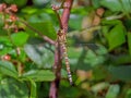 Southern Hawker Dragonfly - Aeshna cyanea at rest. Royalty Free Stock Photo