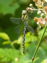 Southern Hawker dragonfly. Royalty Free Stock Photo