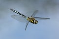 Southern Hawker dragonfly in flight Royalty Free Stock Photo