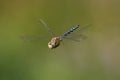 Southern Hawker dragonfly in flight Royalty Free Stock Photo