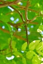 The southern hawker dragonfly hanging on a branch Royalty Free Stock Photo