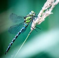 Southern hawker dragonfly Royalty Free Stock Photo