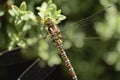 Dragonfly in nature garden