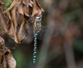 Migrant Hawker Dragonfly warming it`s wings on a brown leaf Royalty Free Stock Photo