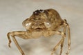 Southern Hawker Exuviae Royalty Free Stock Photo