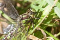 Southern Hawker - grass Royalty Free Stock Photo