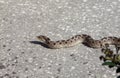 Southern Hognose Snake with Damaged Tail