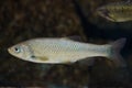 Southern Iberian chub Squalius pyrenaicus Royalty Free Stock Photo