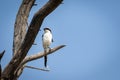 Southern or Iberian grey shrike portrait perched on dead tree with natural sky background at tal chhapar sanctuary rajasthan india