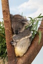 Southern Koala hanging onto a eucalyptus tree