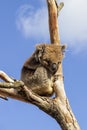 Southern Koala hanging onto a eucalyptus tree