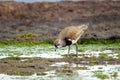 Southern Lapwing or common tero eating Royalty Free Stock Photo