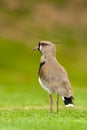 Southern Lapwing in a field