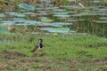 Southern lapwing on the grass. Typical bird of South America,