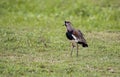 Back of a Southern Lapwing, Pantanal Wetlands, Mat