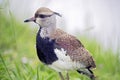 Southern lapwing juvenile