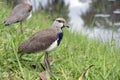 Southern lapwing juvenile