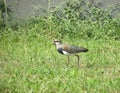 A Southern lapwing looking