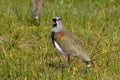 Southern Lapwing, near Villarrica, Chile Royalty Free Stock Photo