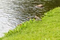 Southern Lapwing in Sao Bernardo lake