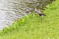 Southern Lapwing in Sao Bernardo lake