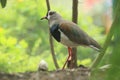 Southern lapwing