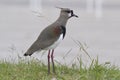 Southern Lapwing standing on a green lawn 1